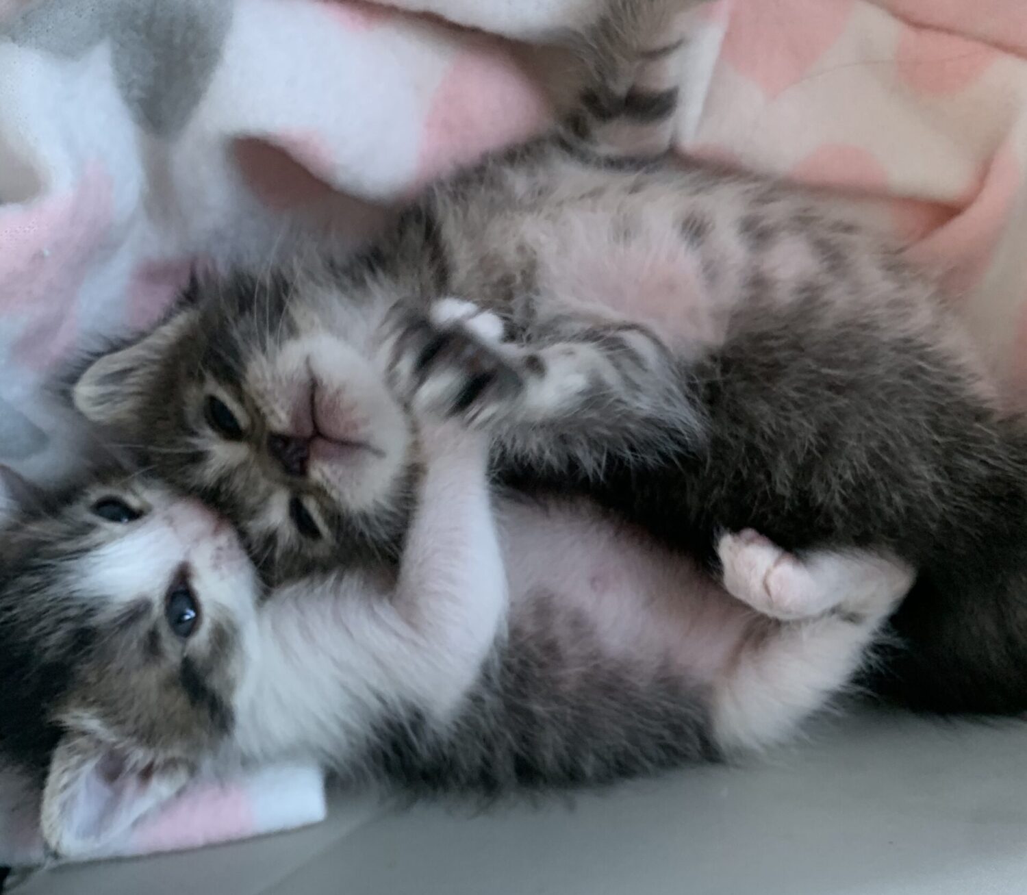 Bitten by a Kitten Rescue