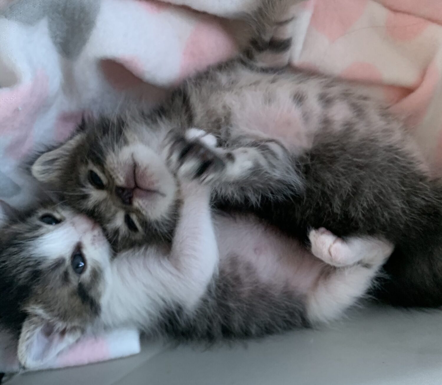 The sales kitten rescue